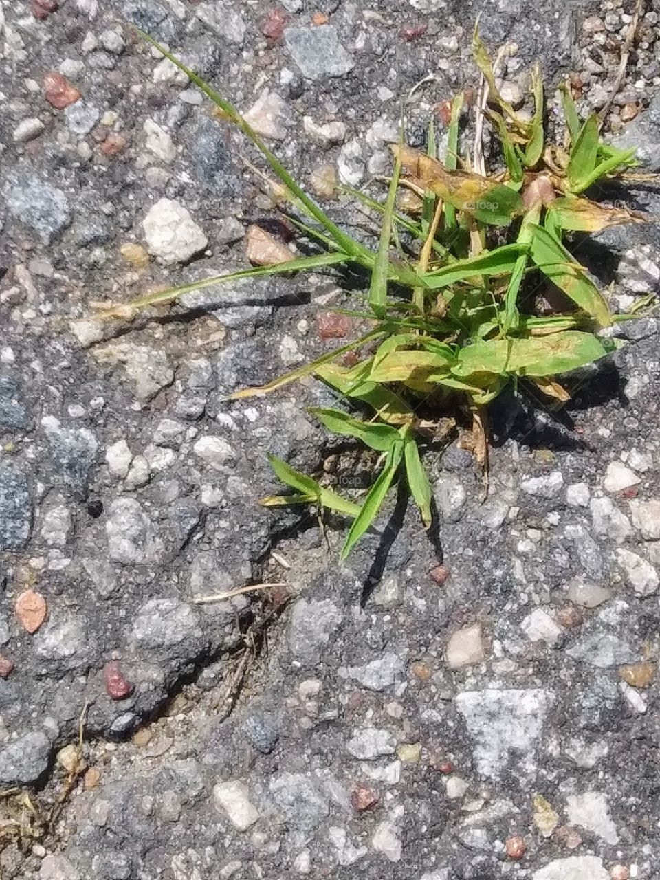 grass growing in crack in the street