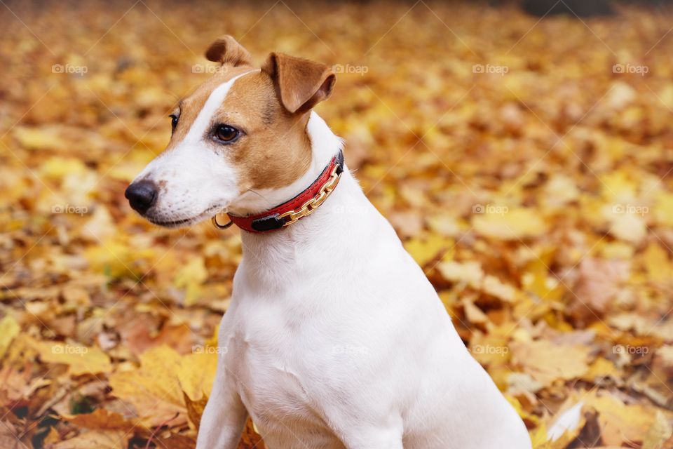 Dogs love autumn leaves