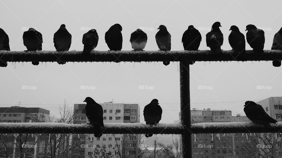 pigeons having a rest on a cold and snowy winter day