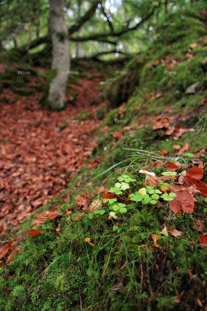 Hiking Pitlochry in autumn