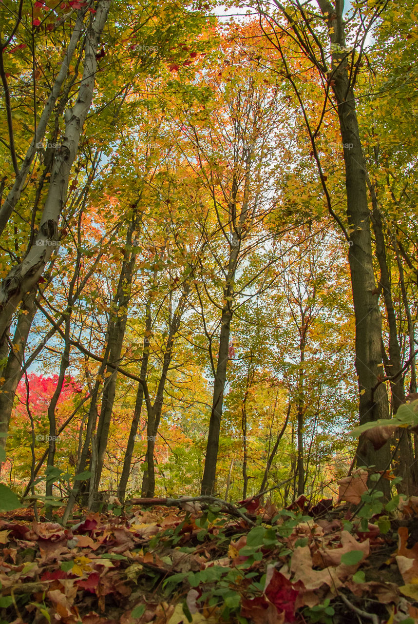 Forest Point Of View