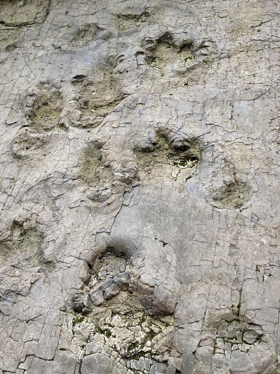 Dinosaur tracks 