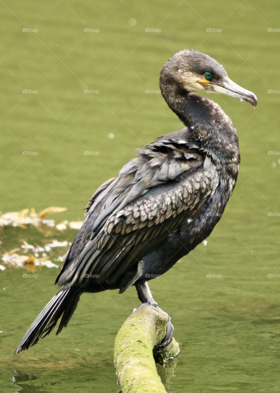 cormorant