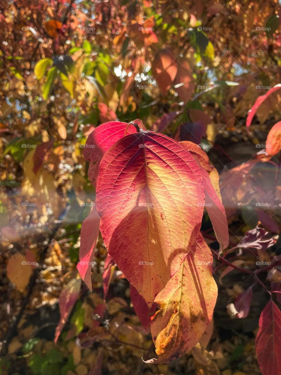 Colourful leaf