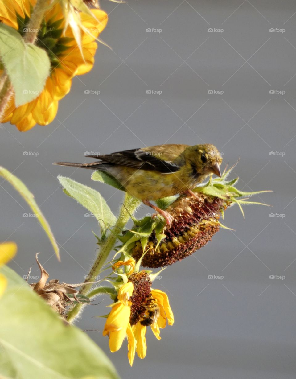 goldfinch