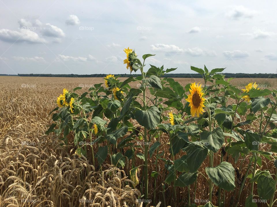 🌻 Sunflowers and wheat field 🌾