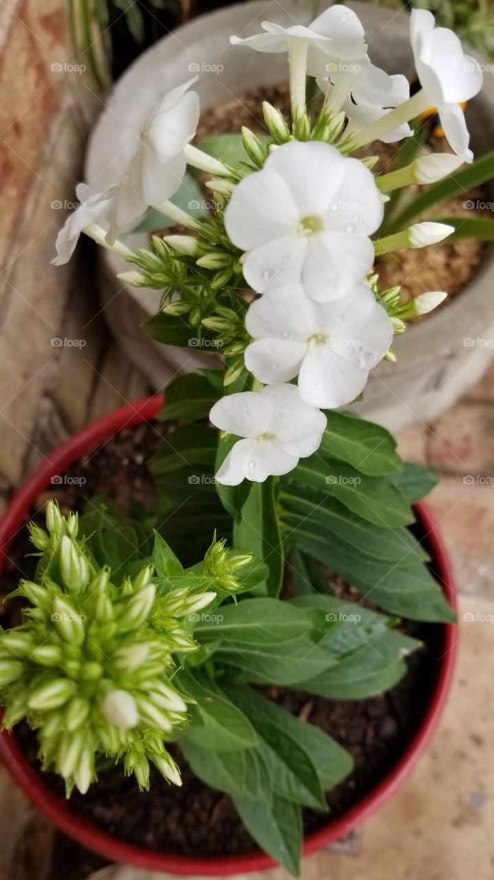 white flowers in bloom in red flower pot