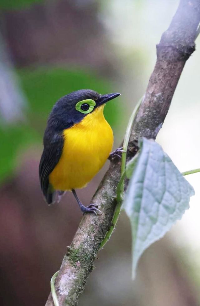 bird