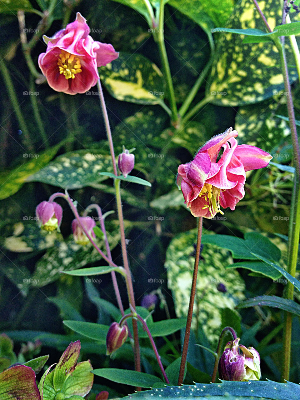 Close-up of a pink flowers