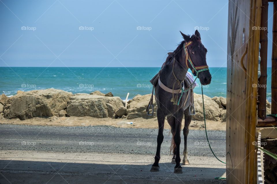Lovely horse by the beach