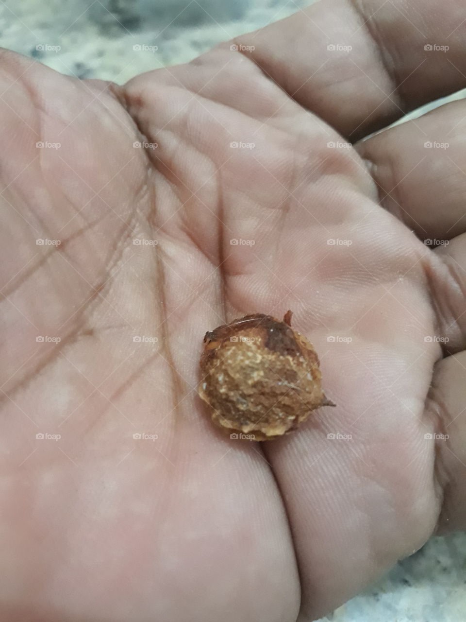 seed on the hand
