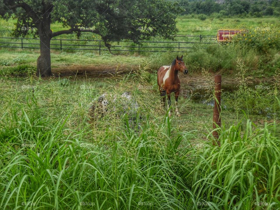 horse 🐴 pasture. This is a picture of some horses that I saw while out walking this morning. 👣 🚶 🏃 🔥 💨