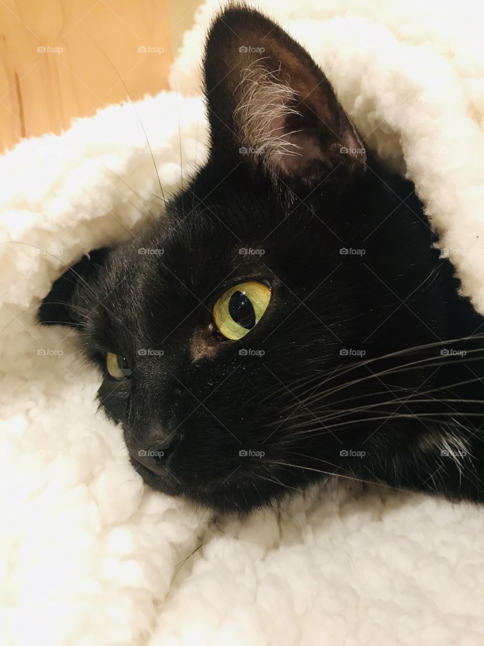 Fun photo with darling black kitty cat laying completely cuddled up in cozy white blanket!! 
