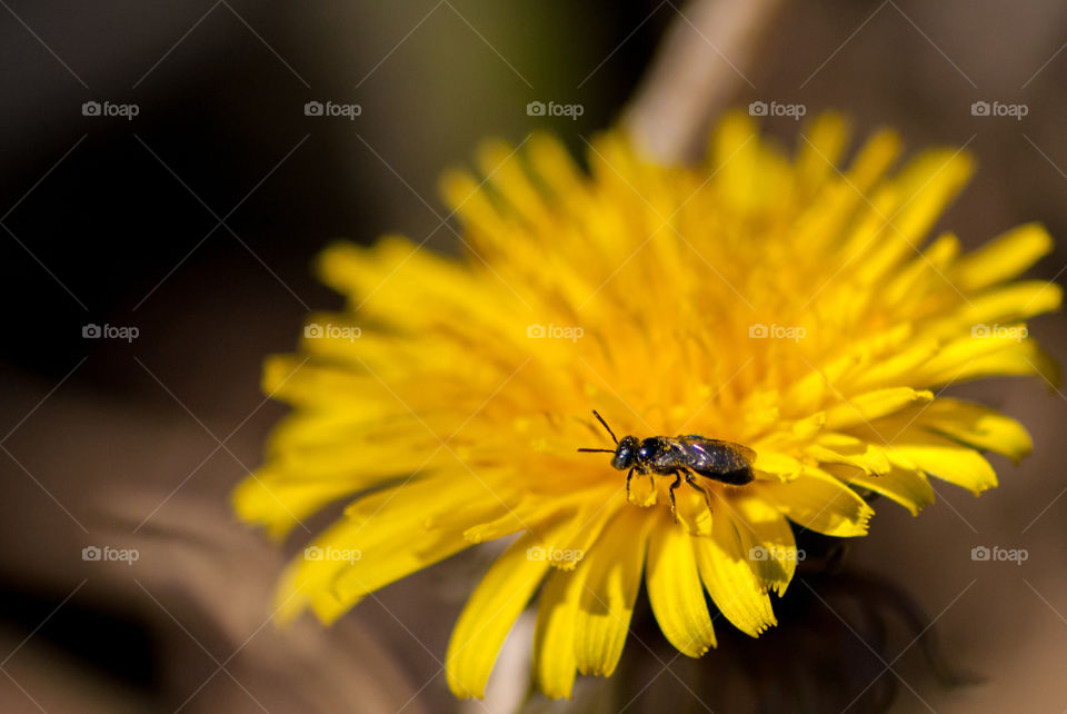 Flying ant on dandelion flower yellow 