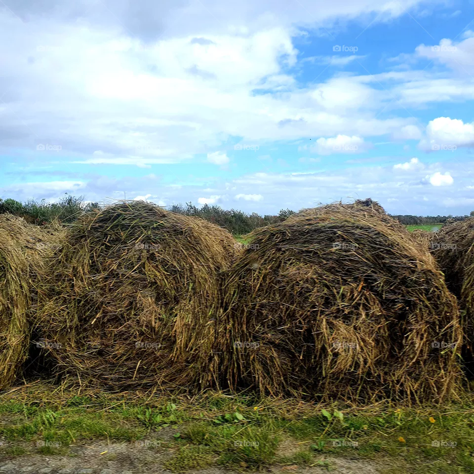 Large wet grass hay bales
