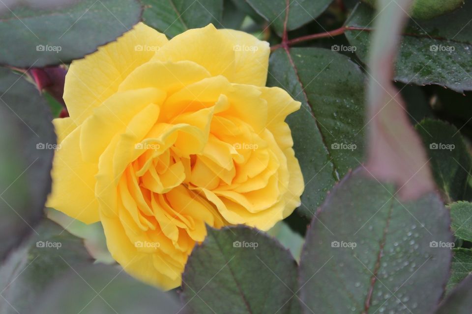 Yellow rose. Yellow rose bush