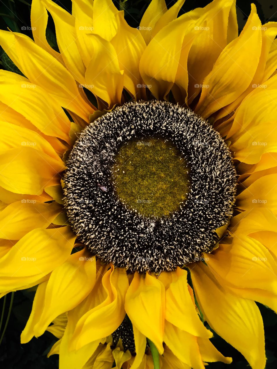 Directly above view of sunflower