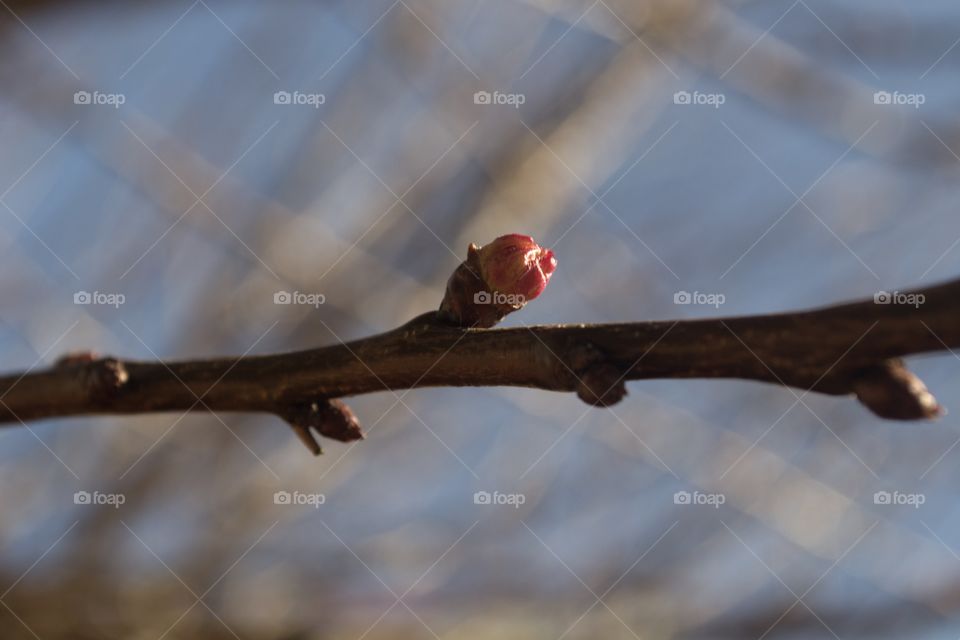 A single macro image of a pink bud on a single branch of an apricot tree blurred background