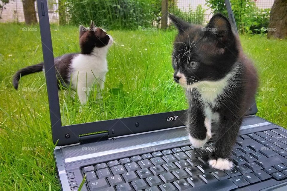 notebook cat