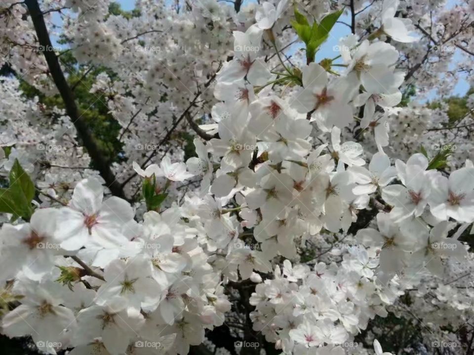 绽放纯洁自由ازهر حرية نقيةMekar kebebasan murni/Kebebasan murni mekar