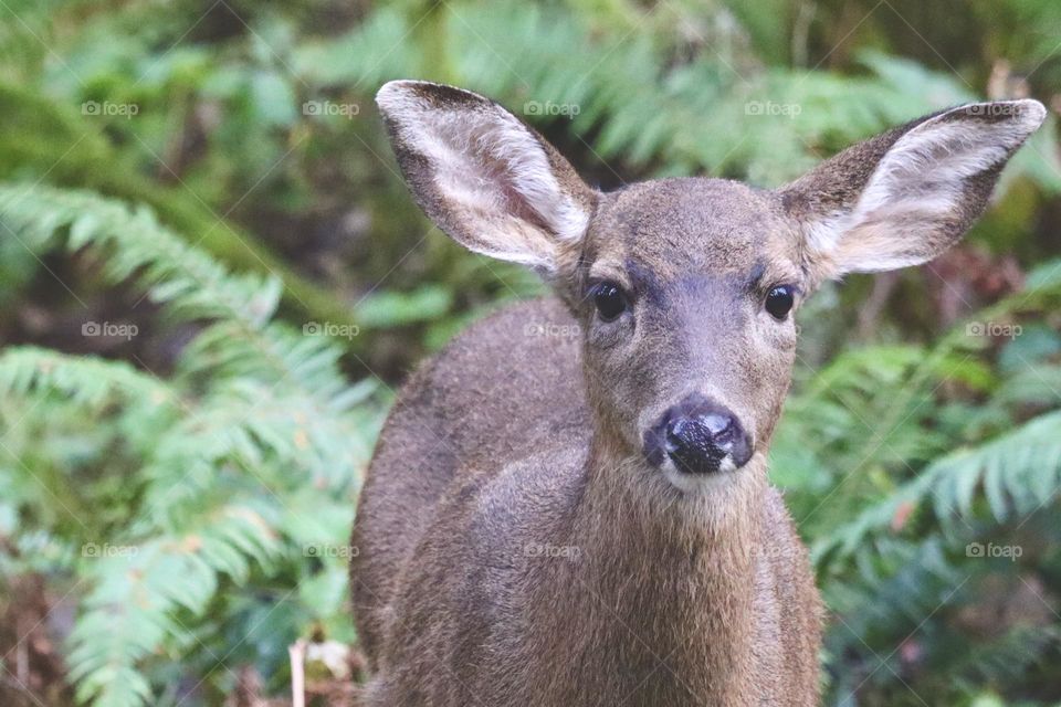 A petite and friendly fawn stands at the edge of the forest in Point Defiance Park, watching passersby 