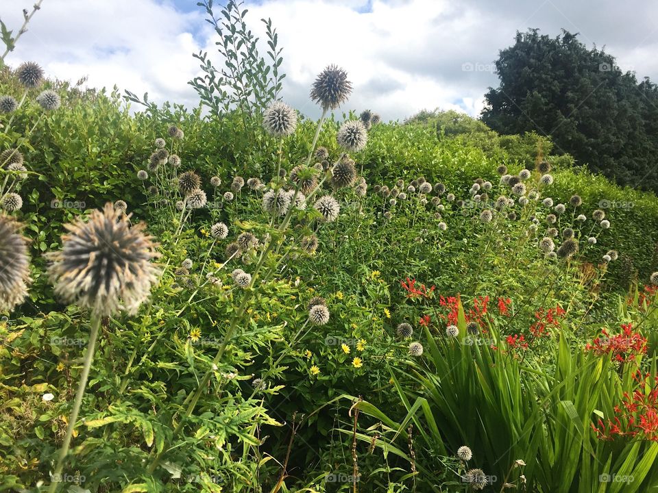 Flower, Flora, Summer, Garden, Nature