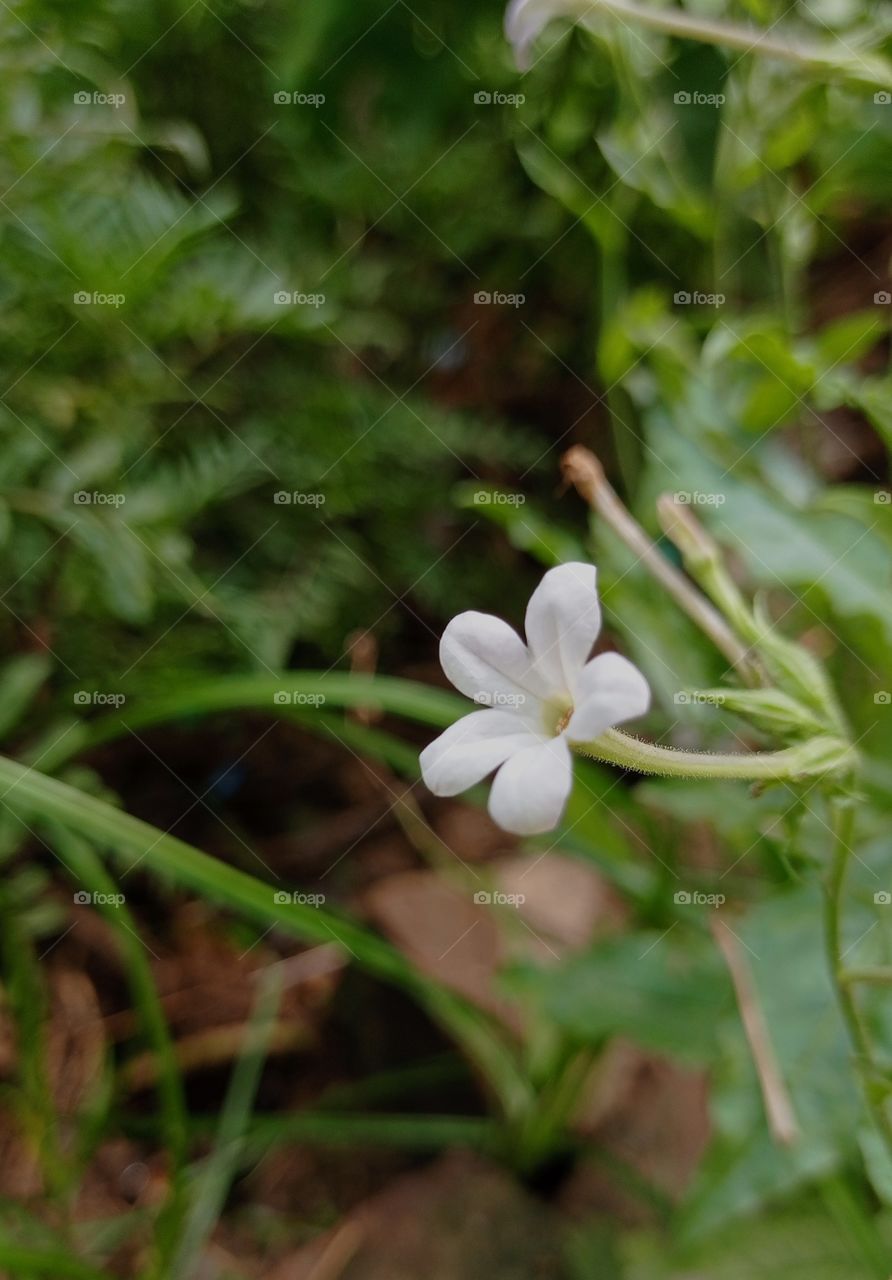 micro white flower