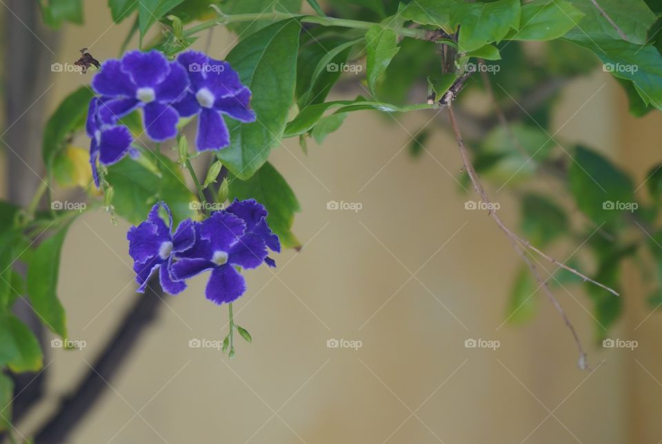 Purple flowers on branch