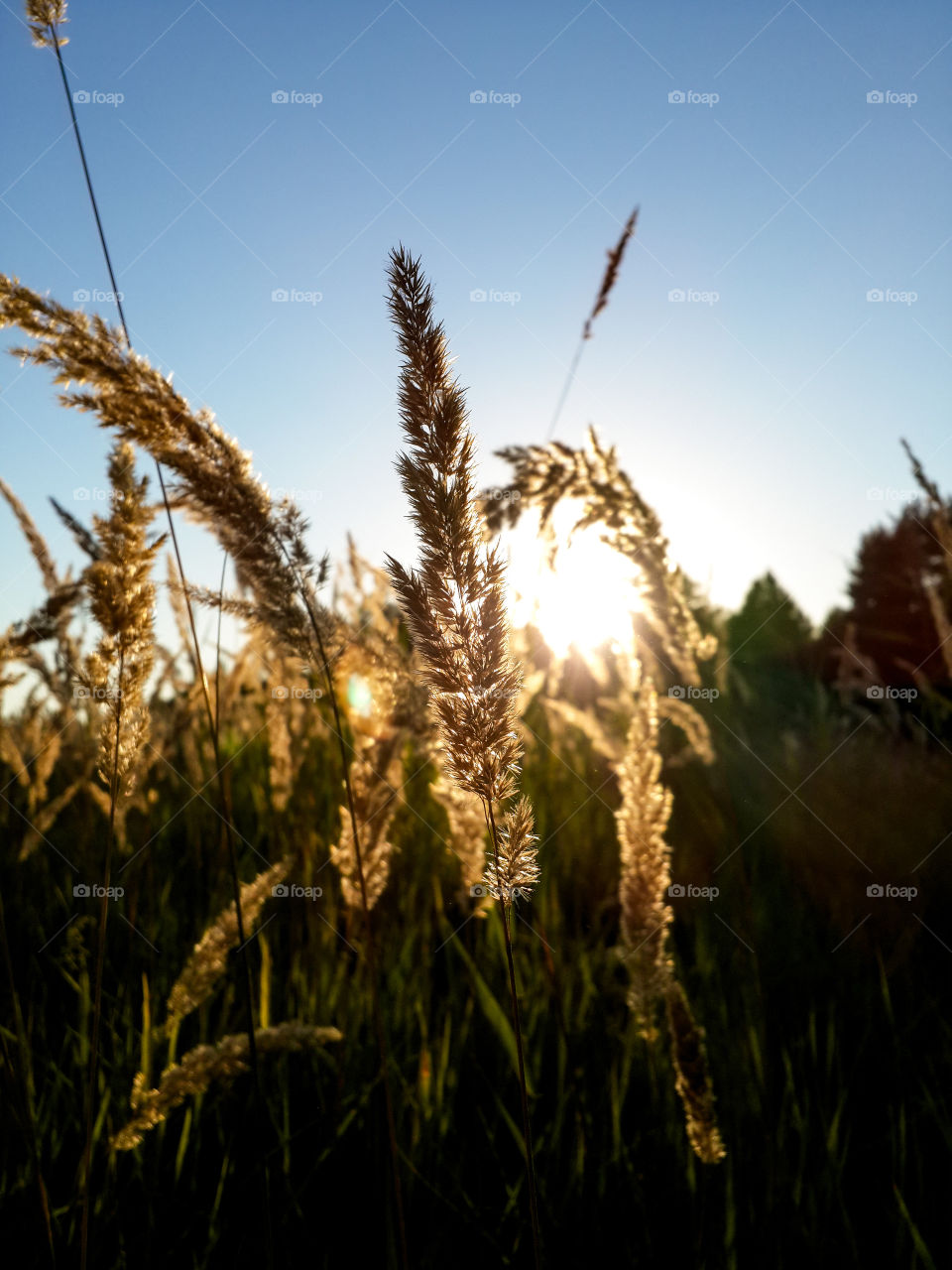 Sunset on the field