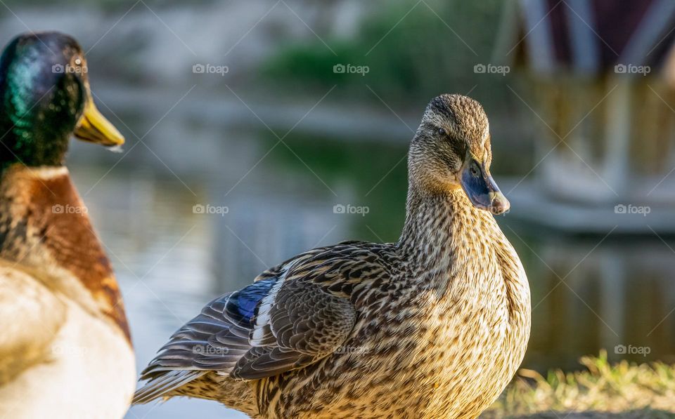 A duck 