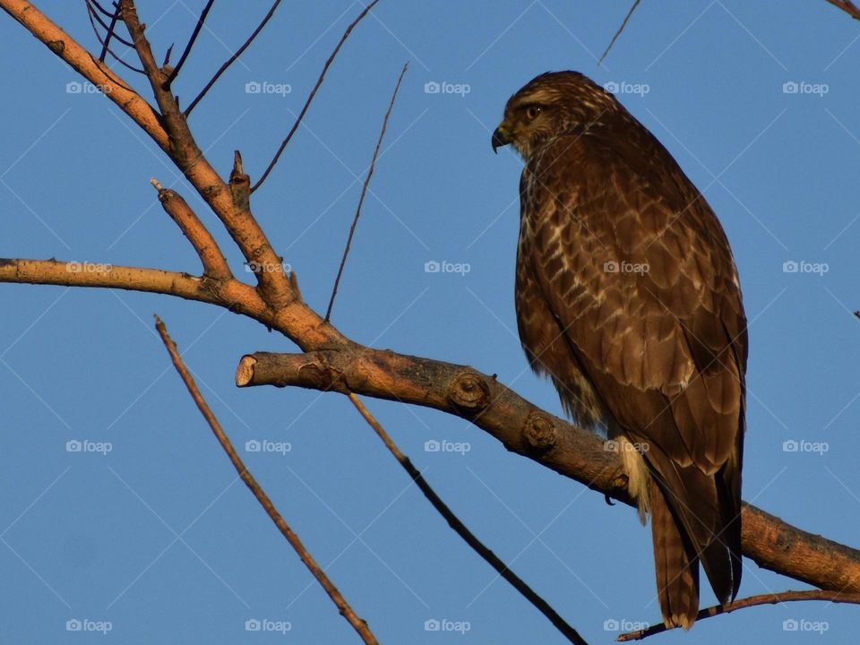 Hawk at sunset