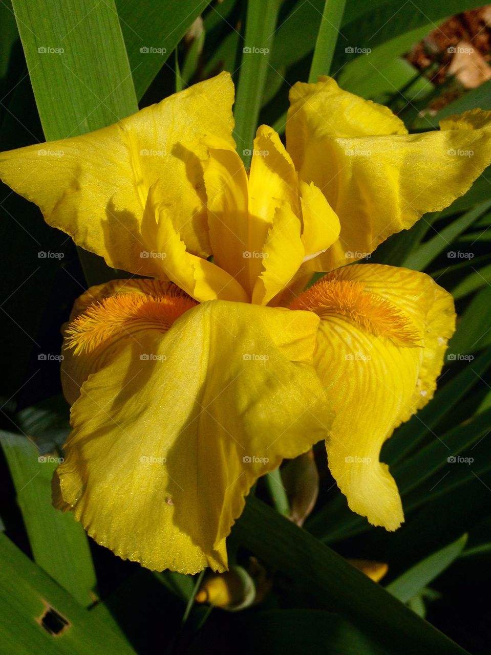Yellow Iris