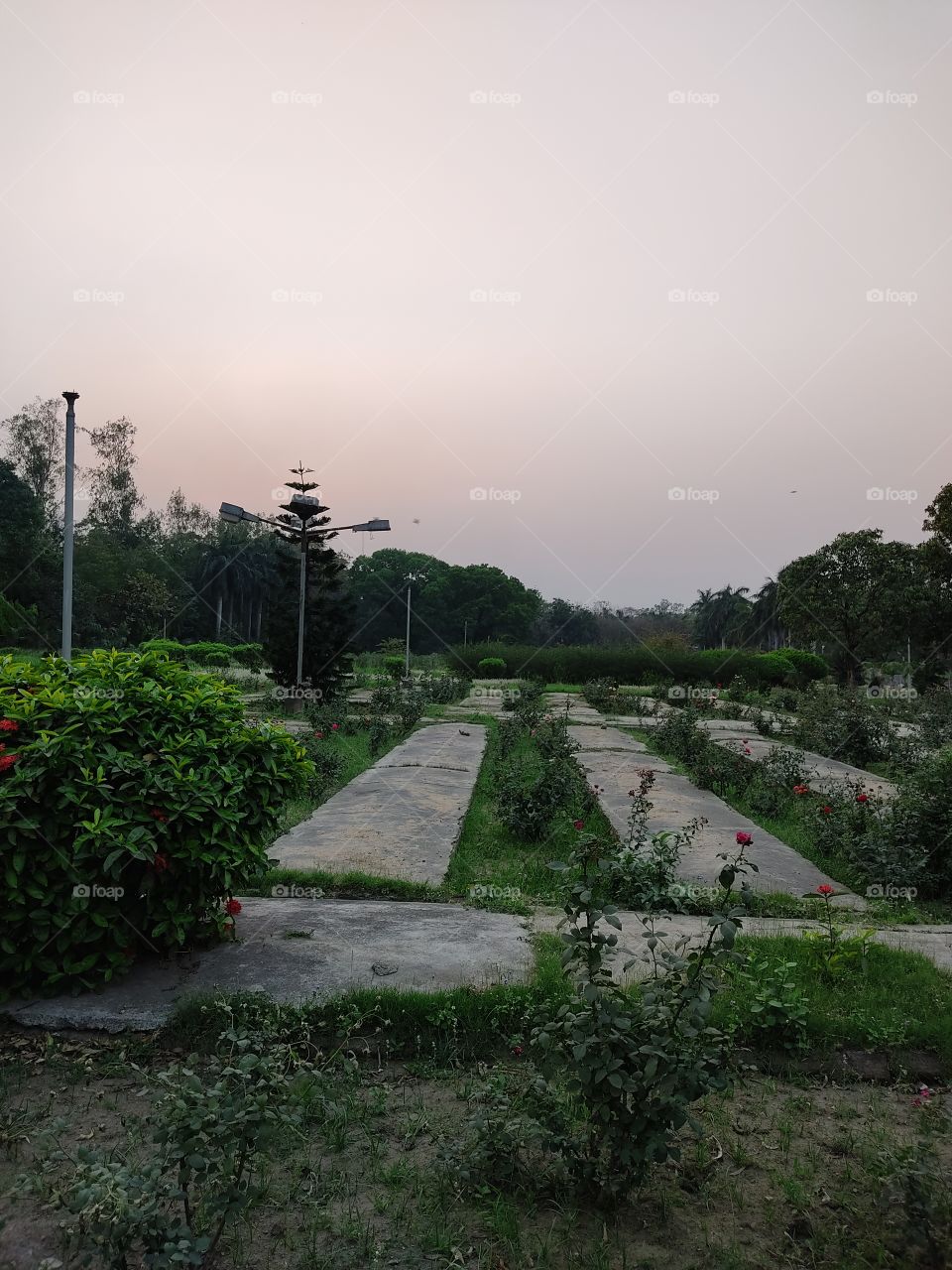 Beautiful green garden.