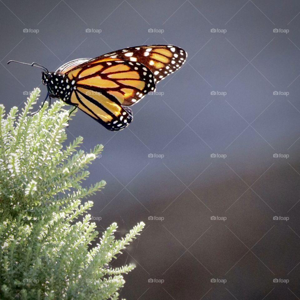 A monarch butterfly rests on a tree branch during a warm sun filled day. San Diego, California 