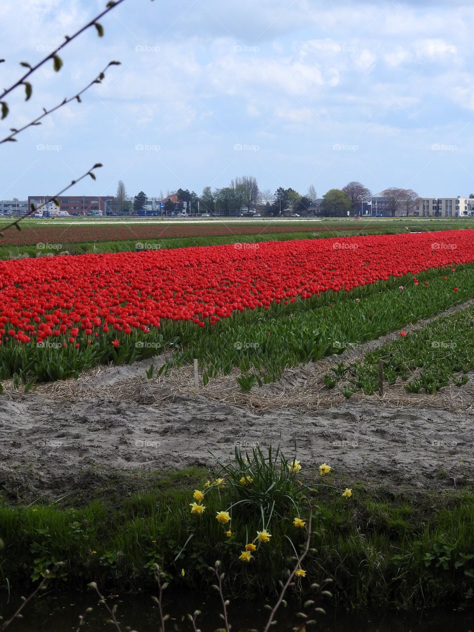 Field of red tulips