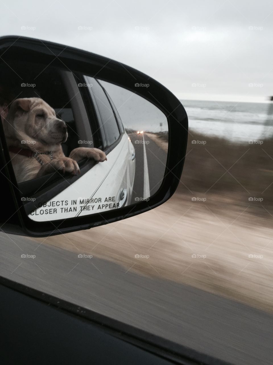 A Chinese Shar-Pei puppy riding in a car looks out the window of the vehicle on a oceanfront highway