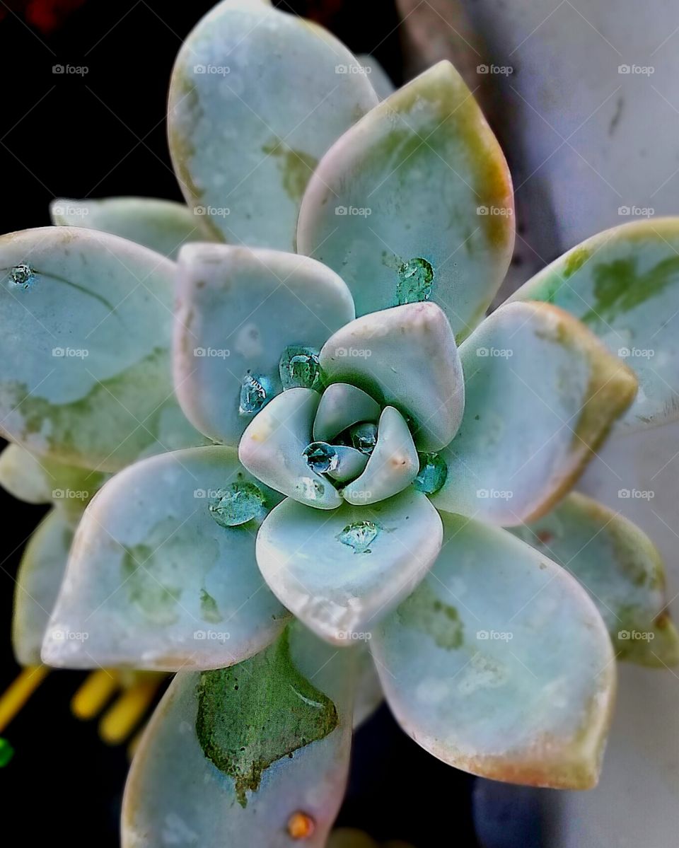 water droplets. succulent collects the water