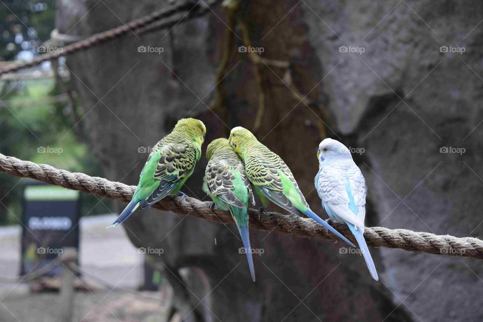 Gossiping Birds