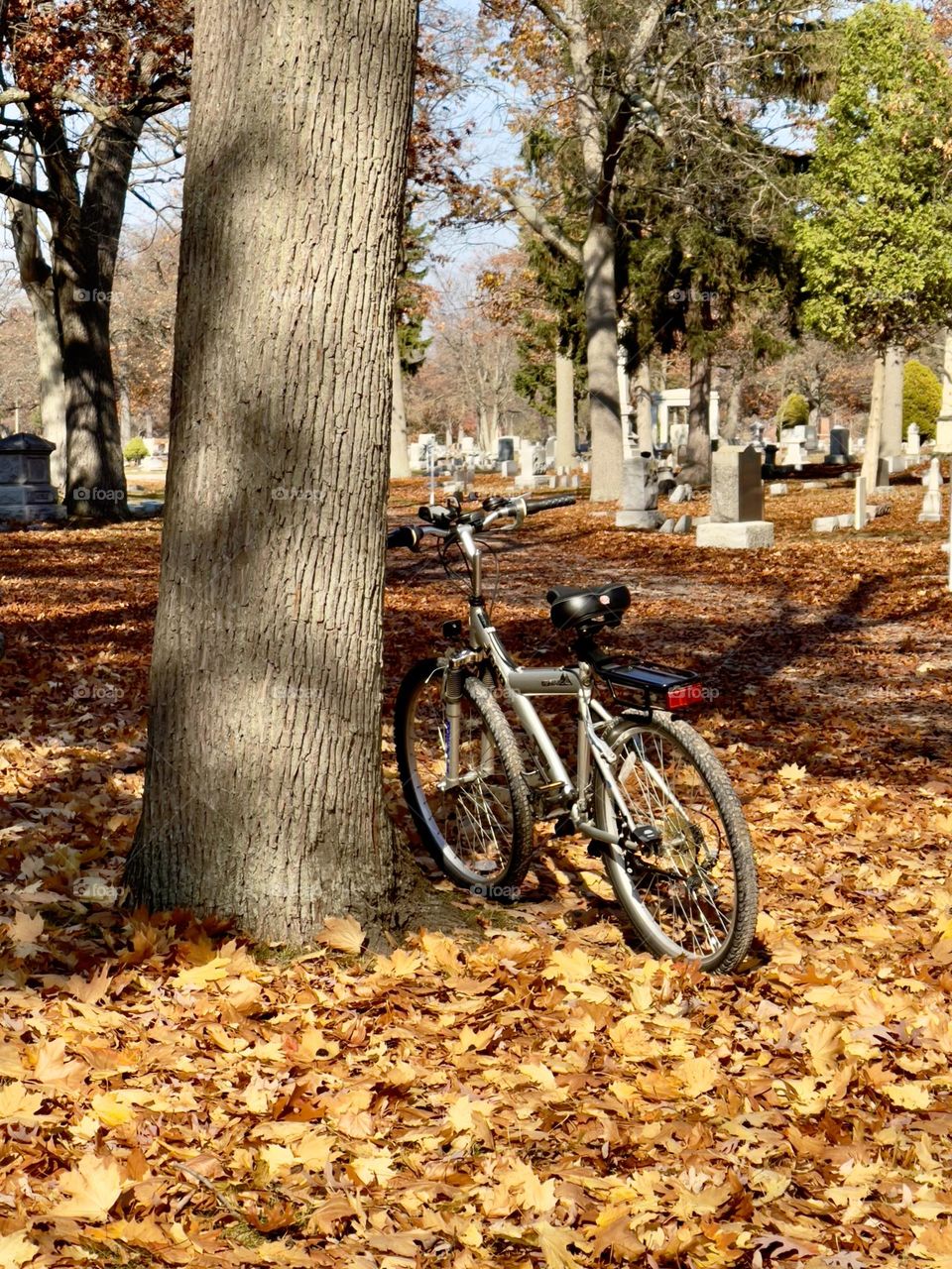 Solitary bicycle bike leaning against an old oak tree in autumn in a cemetery graveyard atop golden fallen leaves