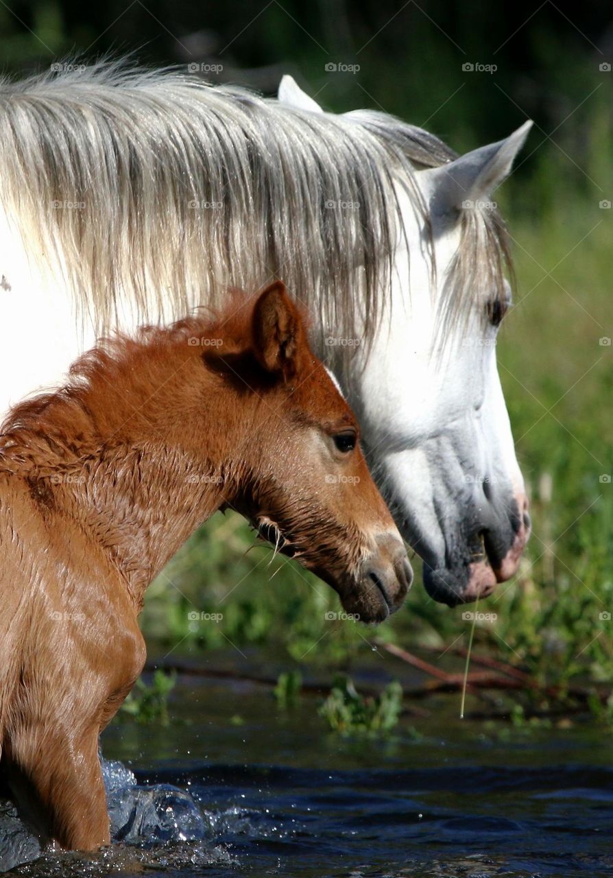 Wild Mare and Her Filly