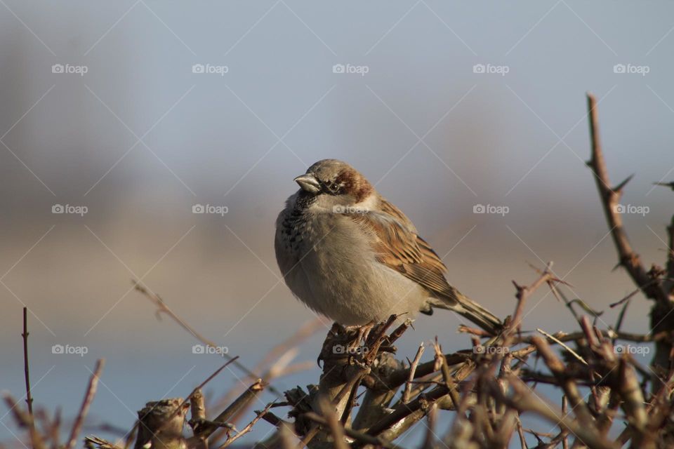 Bird on The Beach