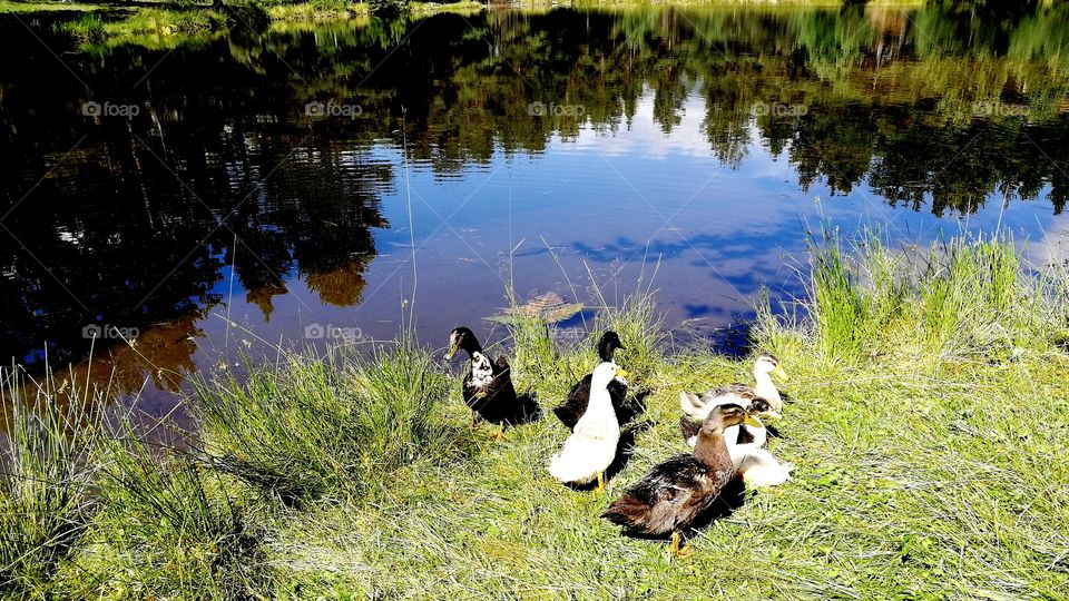Ducks at a highmountain pond