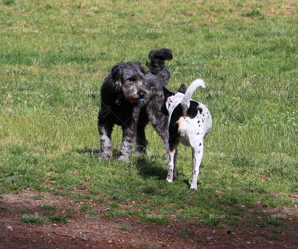 playful puppies