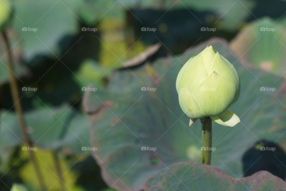 Green lotus flowers 