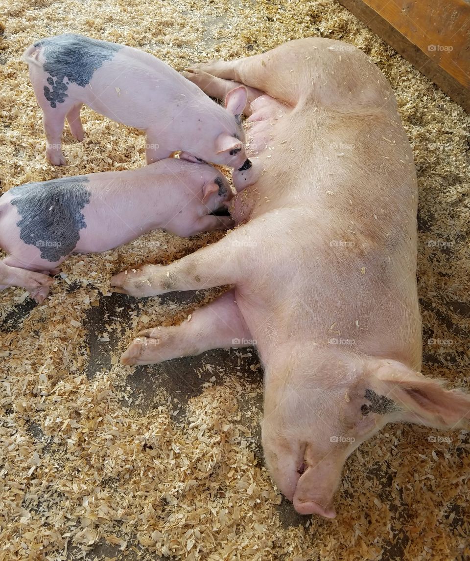 piglets