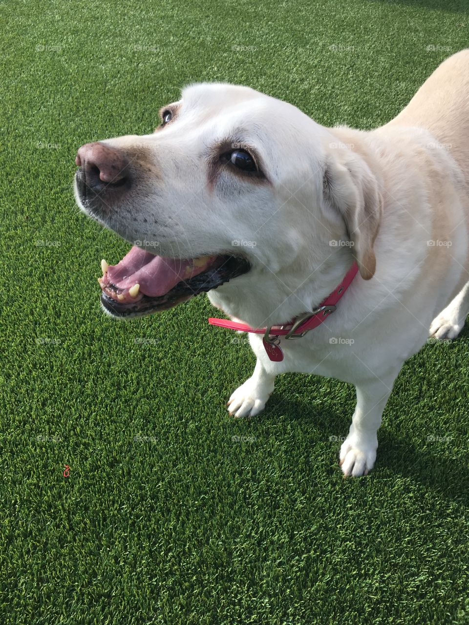 A dog standing on grass