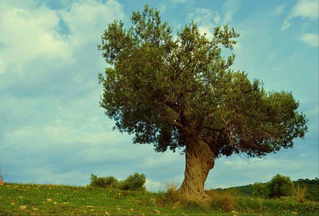 Greece photography Sun sunny spring olive tree