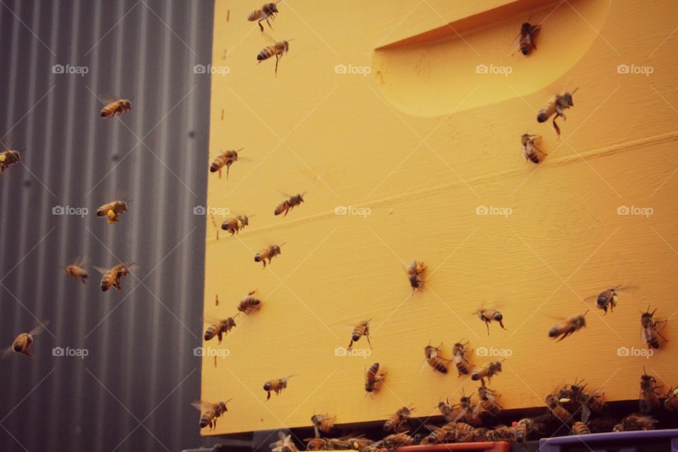 Yellow Hive with Busy Bees