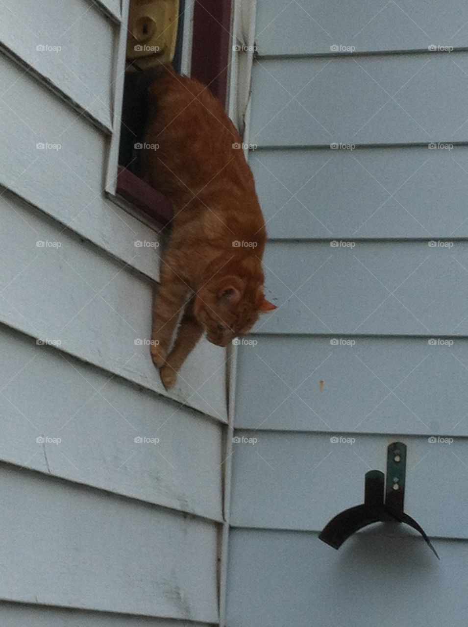 The Great Escape. Cat escapes out the window