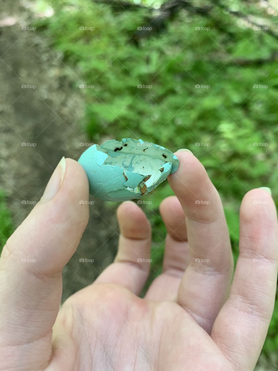 robins egg